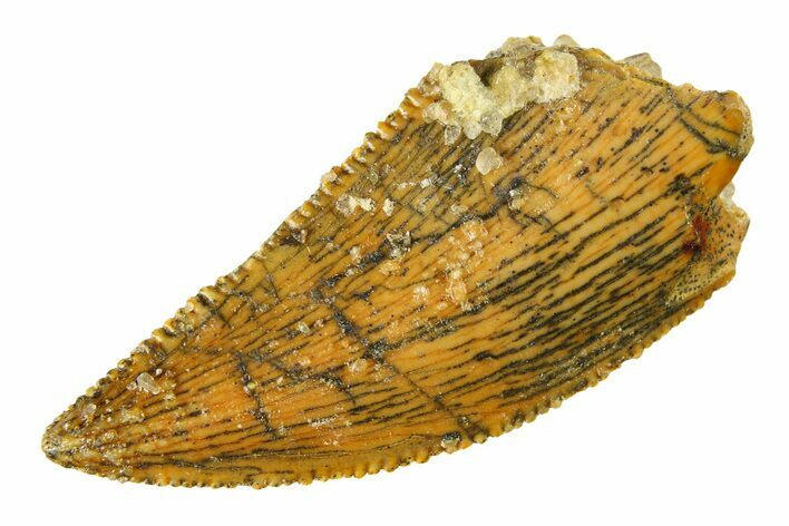 Serrated, Raptor Tooth - Real Dinosaur Tooth #297499